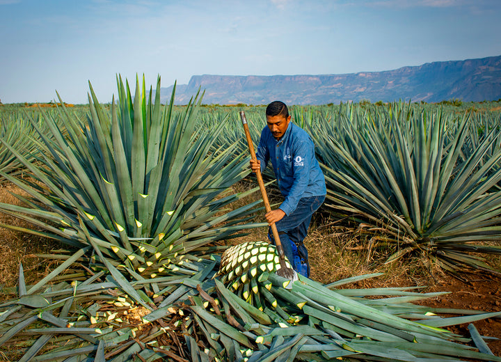 Harvesting
